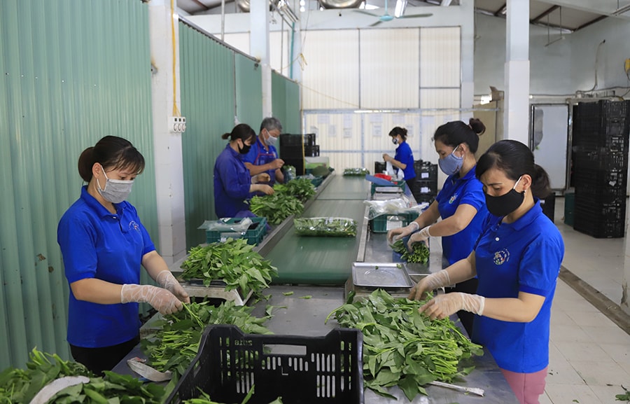 nhung-luong-rau-xanh-tien-ty